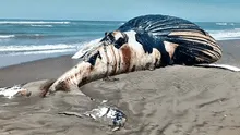 Piura: hallan muerta a ballena jorobada en la orilla de playa en Negritos