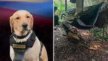 Perro antiexplosivos muere tras detectar bomba y evitar una tragedia: salvó la vida de 6 personas