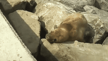 Miraflores: reportan que lobo marino se encuentra varado hace 15 días en la playa Punta Roquitas