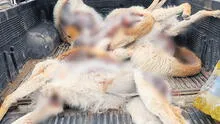 Cazadores furtivos realizan matanza de vicuñas en las alturas de Cusco