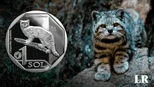 Día del Gato: conoce al gato andino, el michi peruano con su propia moneda y que está en peligro de extinción