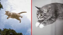 ¿Es verdad que los gatos tienen 7 vidas? Expertas revelan lo que hay detrás de esta creencia