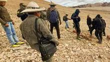Cusco: cazadores usaron armas de fuego para matar a las vicuñas