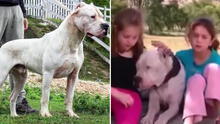 La historia de Morocho, el valiente perro que se enfrentó a un puma para salvar a 2 niñas