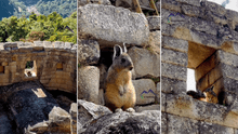 Captan imágenes de vizcachas en Machu Picchu: “Son los espíritus de los antiguos incas”