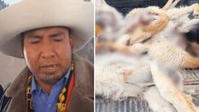 Comunero llora por matanza de 200 vicuñas en Cusco y denuncia que no reciben apoyo del Estado
