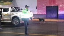 Detienen a chofer que arrastraba a su perro Tilim con una camioneta en Apurímac