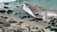 Punta Hermosa: vecinos reportan a ballena varada en la playa Señoritas