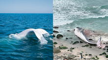 Piura: ballena blanca es vista por primera vez en el Perú