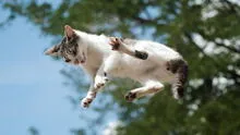 ¿Por qué los gatos corren como 'locos' y qué nos quieren decir?