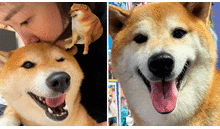 Murió Cheems, el perro viral protagonista de divertidos memes