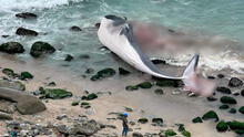 Punta Hermosa: ballena que fue hallada varada en playa Señoritas será trasladada a relleno sanitario