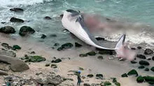 Punta Hermosa: vecinos reportan plaga de moscas por restos de ballena en el vivero municipal