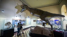 ¡No solo el Perucetus colossus! Estos son otros tesoros que ofrece el Museo Nacional de San Marcos