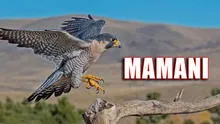 ¿Qué significa el apellido Mamani en Perú y cuál es la leyenda en la que está basada su origen?