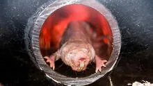 Transfieren la inmunidad al cáncer de la rata topo a otra especie: ¿se podrá con humanos?