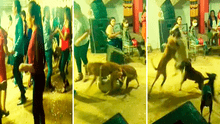 Perros inician pelea en fiesta y usuarios reaccionan: “Para qué invitan a Firu si saben cómo se pone”