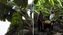 Exportan el primer contenedor con 22 toneladas de puré de plátano orgánico desde Piura a Europa