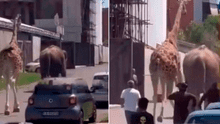 Elefante y jirafa huyen del rodaje de una película y desatan el pánico en Italia