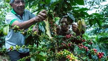 Producción de café se contrajo en 8 regiones durante junio: ¿cuáles son las afectadas?