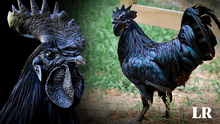 Ayam Cemani, el pollo más raro del mundo: ¿por qué su carne y huesos son negros?