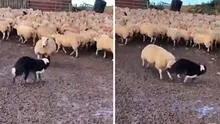 Senasa confirma que pumas y perros atacaron a ovejas en Apurímac