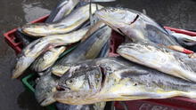 Produce autoriza pesca exploratoria del recurso marino perico