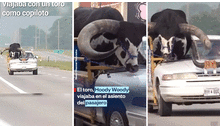 Hombre modifica su auto para llevar a su toro en el asiento del copiloto