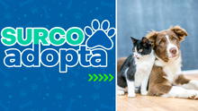 ¿Cómo adoptar una mascota? Surco lanza plataforma web para acoger a animales rescatados