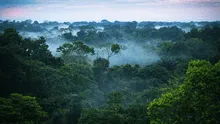 Bosques de Sudamérica pierden su capacidad de absorber CO2 por el fenómeno El Niño