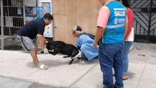 Perrito queda grave tras ser atacado con agua hirviendo en Nuevo Chimbote