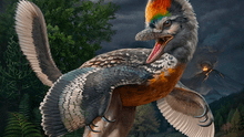 Descubren en China el fósil de un extraño dinosaurio-pájaro que revela pistas sobre el origen de las aves