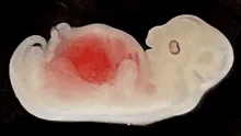 Científicos crean un órgano humano dentro del cuerpo de un animal por primera vez