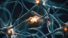 Nuevo tipo de célula descubierta en el cerebro podría ser clave contra el alzhéimer y el párkinson