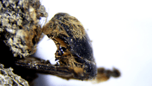 Hallan abejas momias de hace 3.000 años tan bien conservadas que se puede ver qué comieron