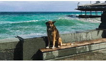 Murió ‘Hachiko del Mar Negro’: perrito esperó 12 años en el muelle a su dueño que falleció ahogado