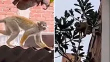 SJL: reportan a 2 monos perdidos que pasean por los techos y cables del distrito