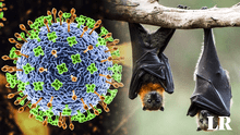 Virus Nipah: ¿cómo afecta al cuerpo humano y qué tiene que ver con los murciélagos?