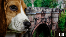 El misterio del Puente Overtoun: ¿por qué cientos de perros se quitan la vida en este lugar?