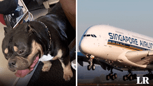 Aerolínea reembolsó $1.400 a pareja que soportó los gases de un perro durante 13 horas de vuelo