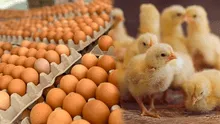 Aprueban requisitos para importar huevos y pollitos desde Brasil: ¿cuáles son las condiciones a cumplir?