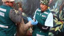 Veterinario rescató a venada en gestación, que era atacada por perros en Huancayo