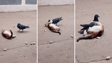 La insólita amistad entre una paloma y un gato enamora en REDES: ¡Maravilloso!