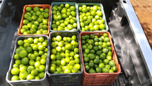 Precio del limón HOY 21 de septiembre: cuánto cuesta el kilo en Lima y regiones del Perú