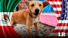 “Terminó el sueño americano”: deportan a Oso, el perro que cruzó frontera entre México y EE. UU.