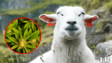 Rebaño de ovejas come 300 kg de cannabis por error cuando buscaba comida: “Todo lo ven hermoso”