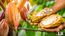 Día del Cacao y Chocolate, este 1 de octubre: ¿cuáles son regiones productoras del Perú?