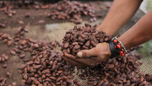 ¿Por qué se celebra el Día del Cacao y Chocolate el 1 de octubre en Perú?