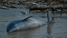 Hallan 110 delfines muertos en lago de la Amazonía brasileña: se elevó el riesgo de extinción