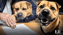 La historia de Boris Baguim, el perro contratado por una empresa para dar amor y cariño